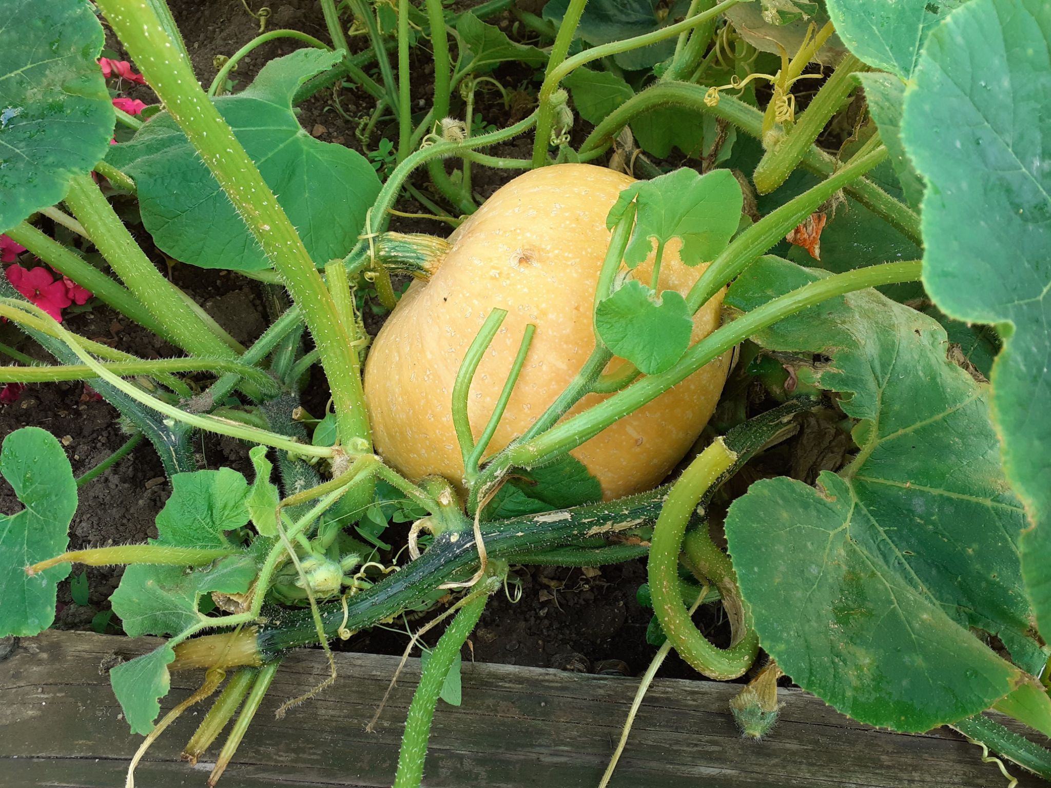 Nearly fully grown pumpkin