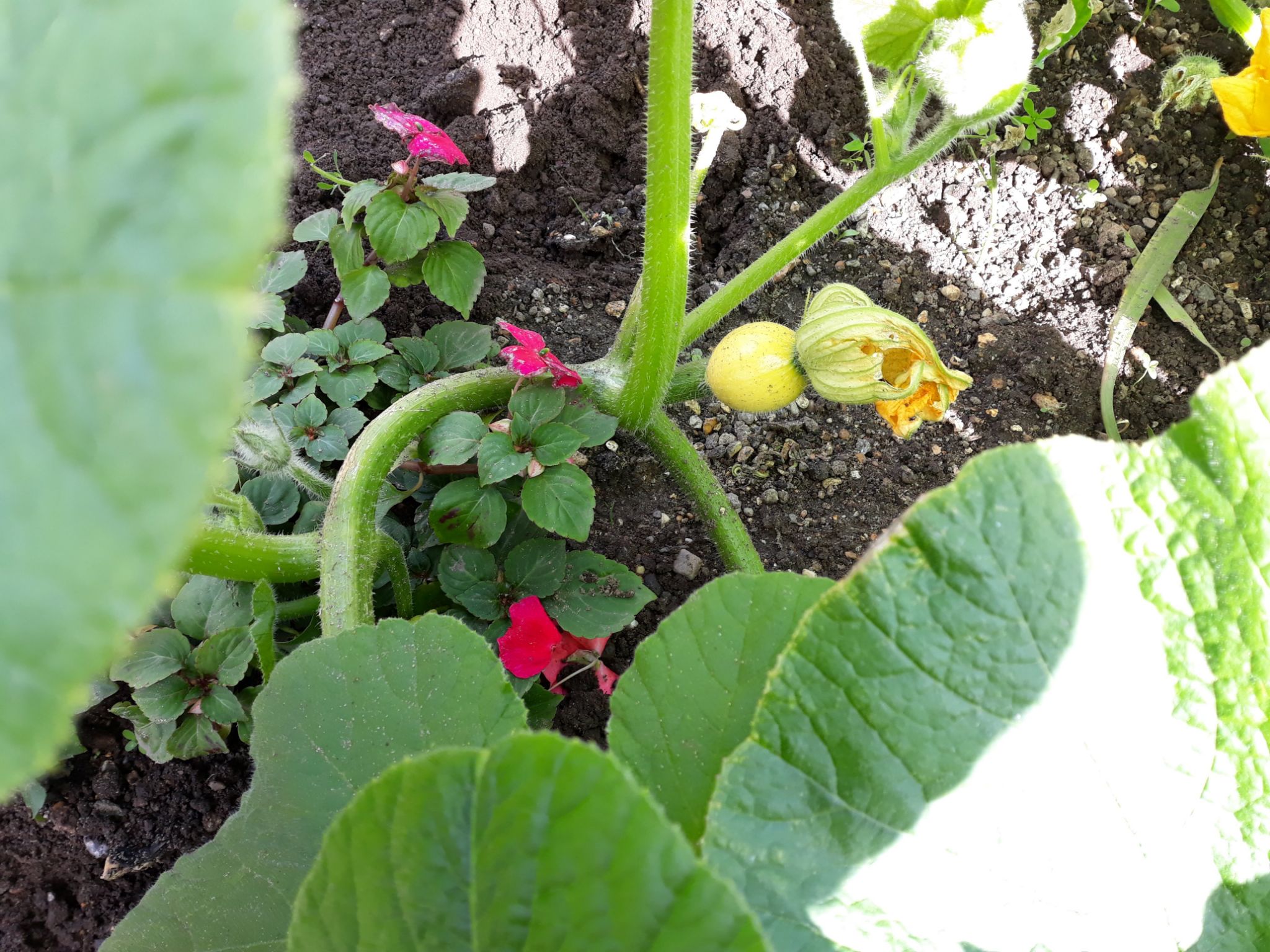 Slightly bigger pumpkin