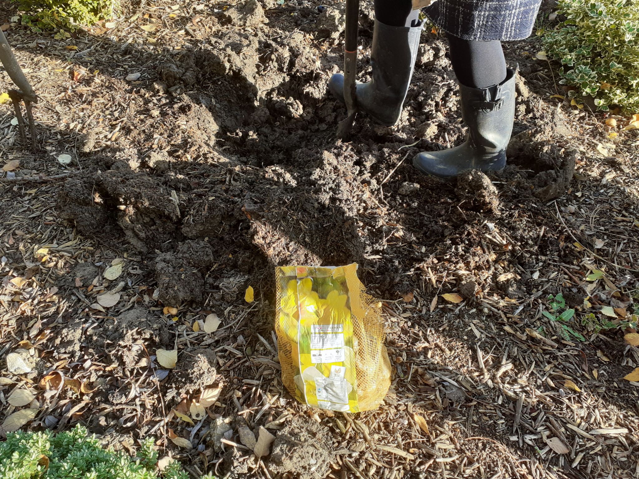 Bulb Planting on Bosun Walk