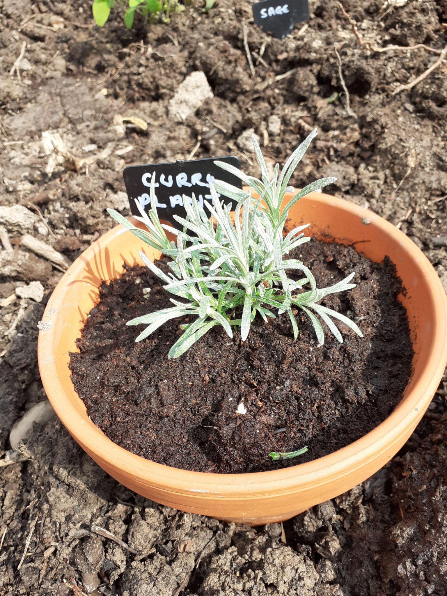 Curry Plant Curry Plant