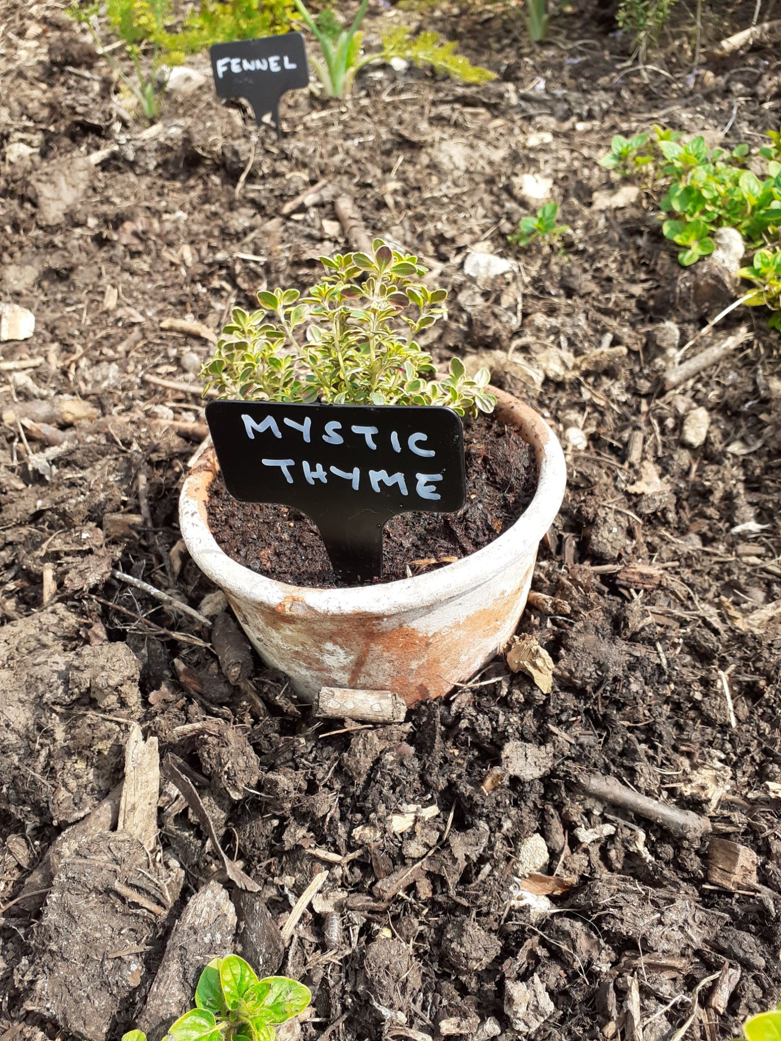 Thyme