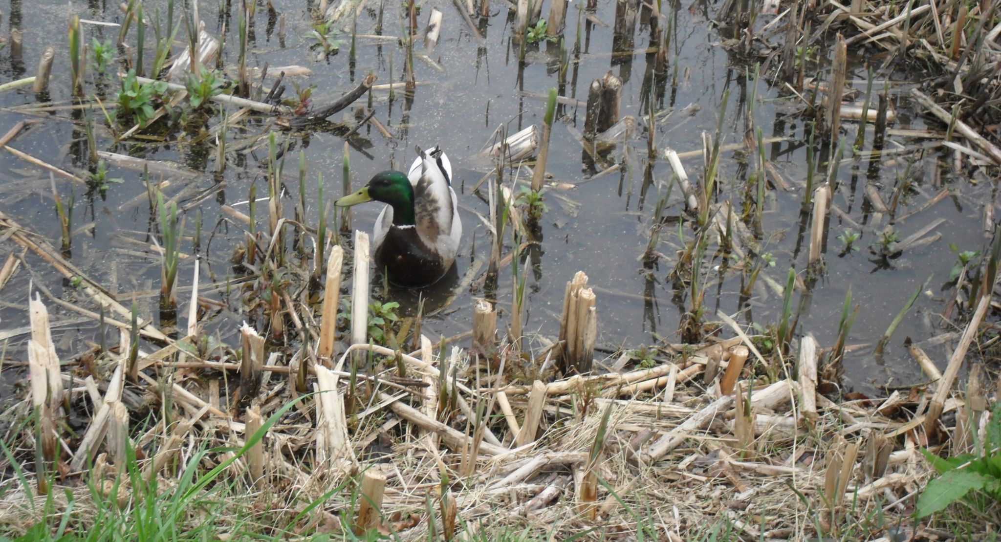 SAM 0970 Copy 2 2400x1300